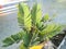 Beautiful image of zamia pumila plant in a flower pot in a garden india