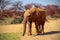 Beautiful Images of of African Elephant.