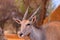 Beautiful Images of African largest Antelope. Wild african Eland antelope close up