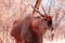 Beautiful Images  of African largest Antelope. Wild african Eland antelope  close up