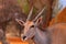 Beautiful Images  of African largest Antelope. Wild african Eland antelope  close up, Namibia