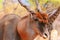 Beautiful Images  of African largest Antelope. Wild african Eland antelope  close up, Namibia, Africa