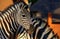 Beautiful Images of African zebra in the national park. Namibia