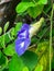 Beautiful images of clitoria ternatea or butterfly pea flower native to south east Asia  which grows as a vine.