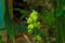 Beautiful immature green fruits. Immature fruits of Indian shot, Canna lilies