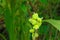 Beautiful immature green fruits. Immature fruits of Indian shot, Canna lilies