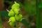 Beautiful immature green fruits. Immature fruits of Indian shot, Canna lilies