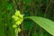 Beautiful immature green fruits. Immature fruits of Indian shot, Canna lilies