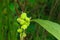 Beautiful immature green fruits. Immature fruits of Indian shot, Canna lilies