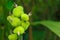 Beautiful immature green fruits. Immature fruits of Indian shot, Canna lilies