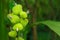 Beautiful immature green fruits. Immature fruits of Indian shot, Canna lilies