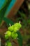 Beautiful immature green fruits. Immature fruits of Indian shot, Canna lilies. Vertical, Green