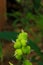 Beautiful immature green fruits. Immature fruits of Indian shot, Canna lilies. Vertical, Green