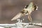 Beautiful Immature Male Anna\\\'s Hummingbird Enjoying The Water Fountain