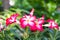 Beautiful impala lily flowers on tree