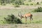 A beautiful Impala near a bush