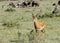 A beautiful Impala near a bush