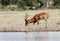 A beautiful Impala near a water hole