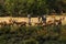 Beautiful Impalas and Burchell`s Zebra on the African Plains