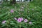 beautiful impatiens flaccida are blooming