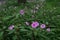 beautiful impatiens flaccida are blooming