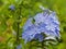 Beautiful imperial blue cape leadwort blooming in Spain