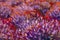 Beautiful impressionism abstract flower painting close-up macro