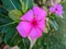 Beautiful imsge of Madagascar periwinkle flower india