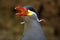 Beautiful Inca Tern