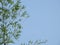 Beautiful Indian Bamboo Tree and branch with blue sky background