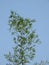 Beautiful Indian Bamboo Tree and branch with blue sky background