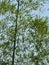 Beautiful Indian Bamboo Tree and branch with blue sky background