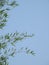 Beautiful Indian Bamboo Tree and branch with blue sky background