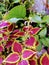 Beautiful Indian Colourful Leaves in Little Garden