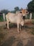 Beautiful Indian cow in green atmosphere