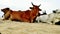 Beautiful Indian cow video clip 4k