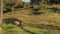 A beautiful Indian deer sambar rusa unicolor stands by a stream