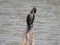 Beautiful Indian double-crested cormorant bird sitting above the broken tree stem in the water