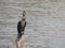 Beautiful Indian double-crested cormorant bird sitting above the broken tree stem in the water