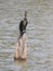 Beautiful Indian double-crested cormorant bird sitting above the broken tree stem in the water