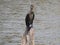 Beautiful Indian double-crested cormorant bird sitting above the broken tree stem in the water