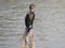 Beautiful Indian double-crested cormorant bird sitting above the broken tree stem in the water