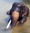 Beautiful Indian Elephant Taking bath in the river