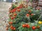 Beautiful Indian flowers yellow and red