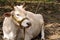 Beautiful Indian holy white cow zebu lies peacefully in the rainforest. portrait of Indian white humpback cow. Indian