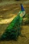 Beautiful Indian male peacock bird showing his colorful long feather tail. View from the backside