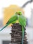 Beautiful indian pair parrots sitting on the tree in the sky and city building background