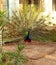 Beautiful Indian Peacock , Colorful Peafowl