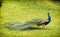 Beautiful Indian peafowl - Pavo cristatus walking in the green m