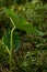 A beautiful indian plant leaf at evening